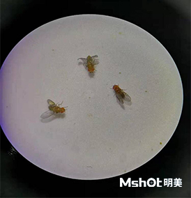 明美体视显微镜助力华侨大学泉州分校果蝇观察2.jpg