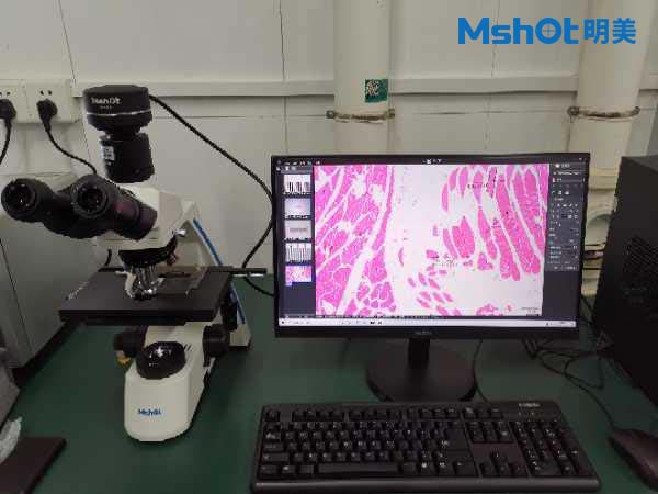 明美生物显微镜助力于细 菌样品的观察