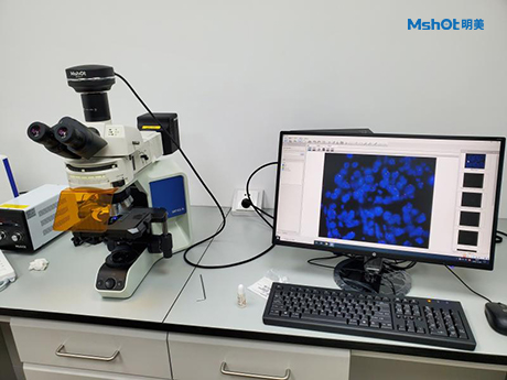 明美荧光显微镜|显微镜相机用于FISH研究