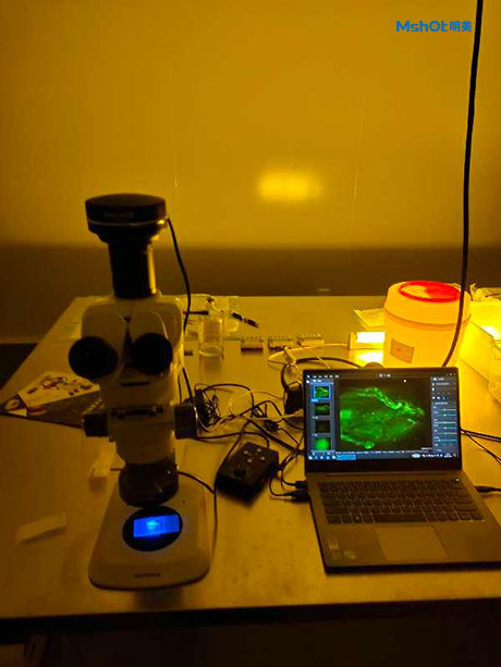 明美体视荧光显微镜MZX81用于小鼠荧光观察