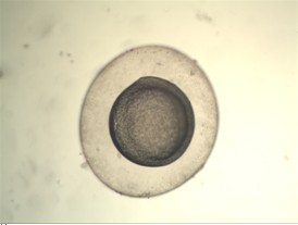 显微数码成像系统在胚胎移植中的应用.jpg