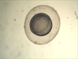 显微数码成像系统在胚胎移植中的应用2.jpg