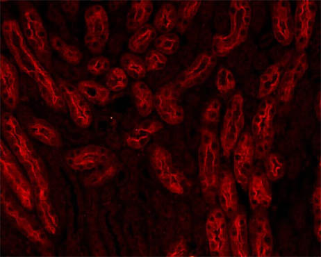 倒置荧光显微镜MF52-N在骨组织免疫荧光观察的应用