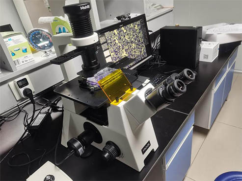 研究级显微镜下的活细胞1.jpg