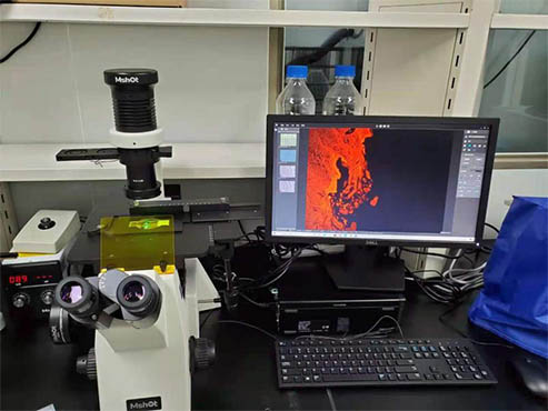 倒置荧光显微镜用于荧光细胞观察