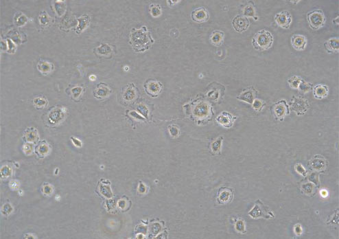 倒置荧光显微镜看荧光细胞2.jpg
