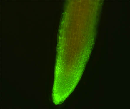 明美荧光显微镜助力华南农业大学植物根茎切片观察