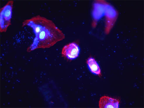 荧光显微镜与免疫荧光细胞观察