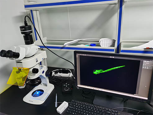 斑马鱼筛选解决方案——体视荧光显微镜MZX81