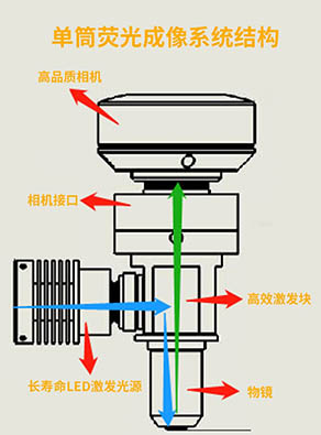 单筒荧光显微镜整合图.jpg