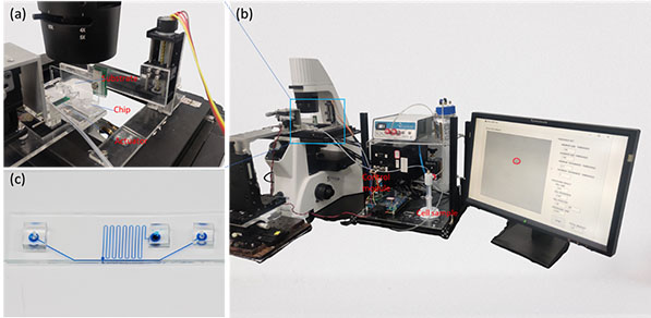 Lab on a Chip|明美荧光显微镜助力中科大研发团队发现无标记单细胞分选技术
