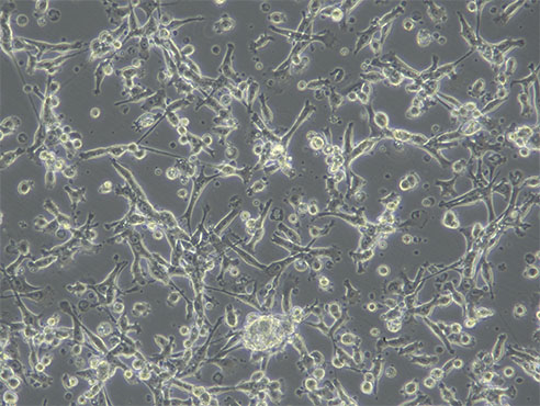 倒置荧光显微镜下的细胞图3.jpg