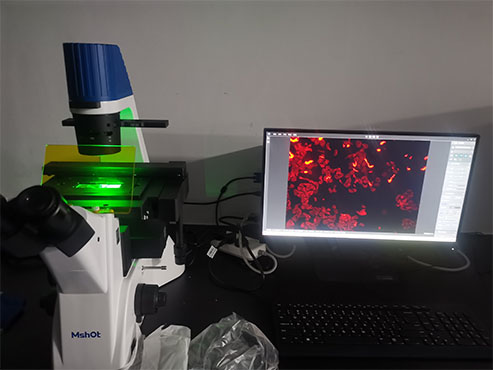 明美倒置荧光显微镜助力广东医科大学药物研发