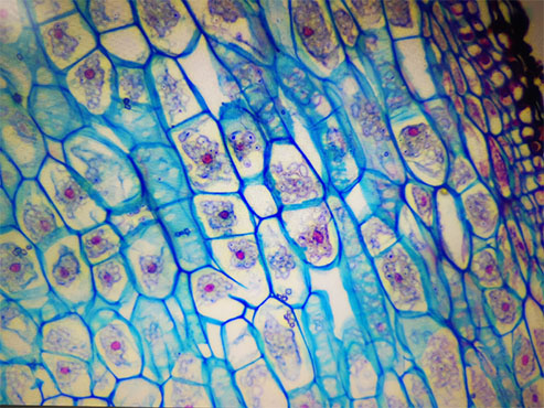 倒置显微镜下的植物根茎3.jpg