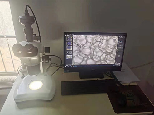 体视显微镜下的模式生物1.jpg
