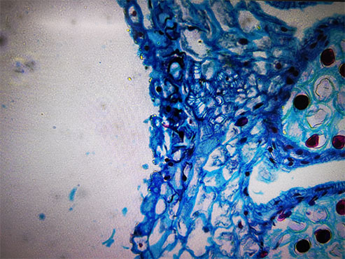 倒置显微镜MI52-N+ms60植物根茎.jpg