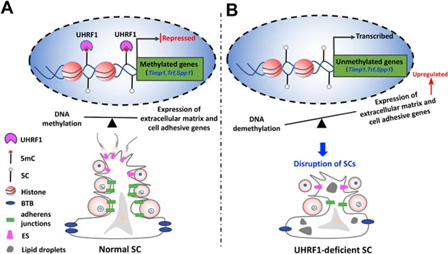 Cell Death & Dis|显微镜助力睾丸生殖细胞-支持细胞交互作用的表观遗传调控新机制
