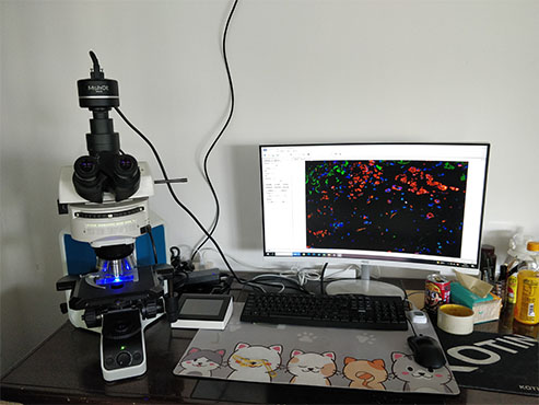明美荧光显微镜用于细胞免疫荧光观察