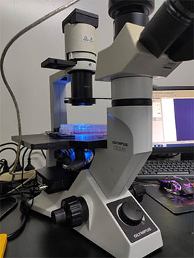 明美倒置荧光模块用于奥林巴斯CKX41升级为荧光显微镜