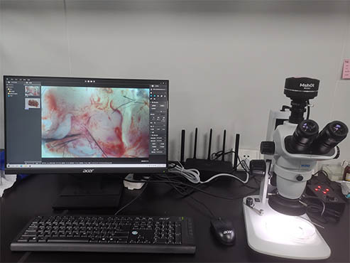 明美体视显微镜助力南华大学医学院小鼠胰腺观察