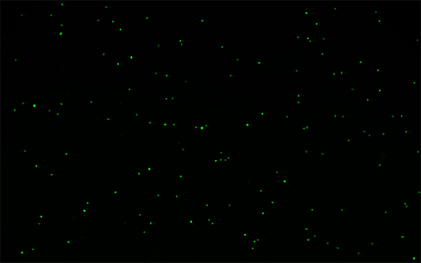 倒置荧光显微镜下的荧光1.jpg