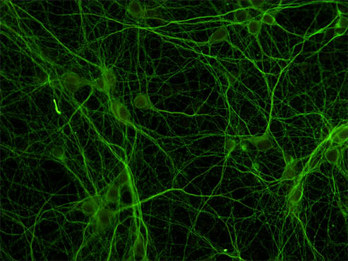 神经元成像绿.jpg