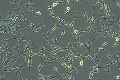 细胞培养用什么显微镜好？