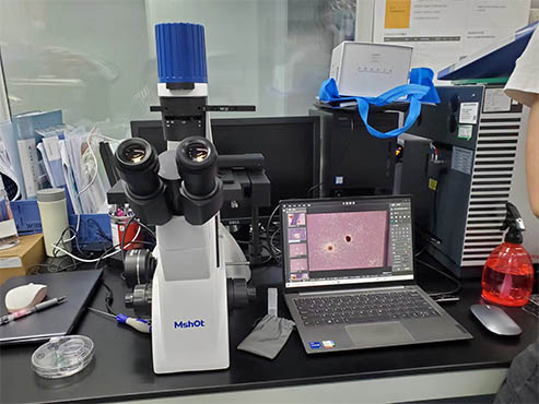 明美倒置显微镜用于人造血祖细胞观察