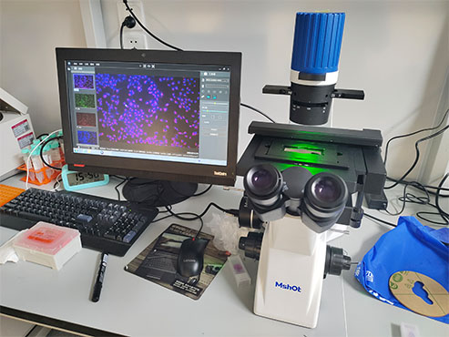 明美倒置荧光显微镜应用于活细胞观察