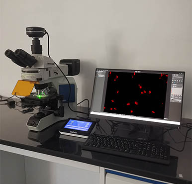 明美显微镜应用于CTC检测