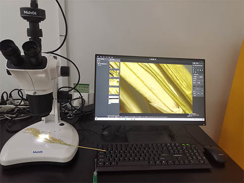 探索微小世界-显微镜下的水稻育种研究