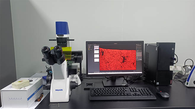 明美倒置荧光显微镜应用于免疫荧光观察