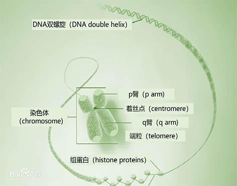 染色体1.jpg