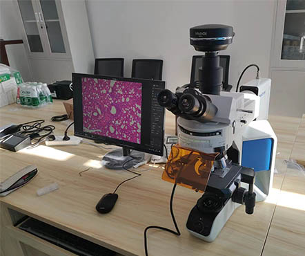 病理学研究方案推荐——正置显微镜MF43-N