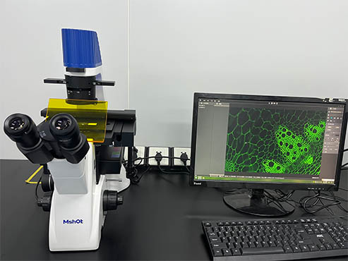 倒置荧光显微镜MF52-N，为细胞培养而设计