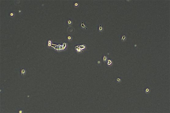 倒置显微镜MI52-N助力中科院深圳先进院活细胞观察