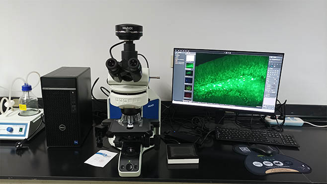 研究级荧光显微镜MF43-N助力复旦大学小鼠脑片观察