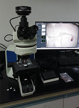 荧光显微镜MF43-N2.jpg