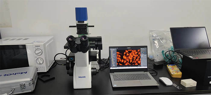 倒置荧光显微镜MF52-N应用于细胞培养