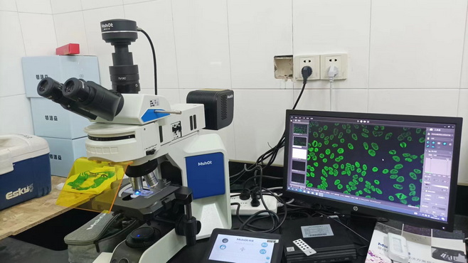 明美荧光显微镜MF43-M助力上海中医院九联检检测