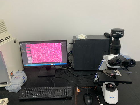 生物显微镜ML31应用于HE染色观察