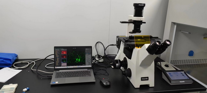 倒置荧光显微镜MF53-N下的纳米药物研究
