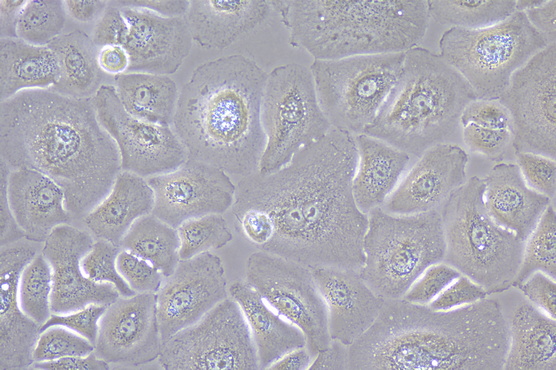 倒置显微镜MI52-N助力中山大学深圳校区活细胞观察