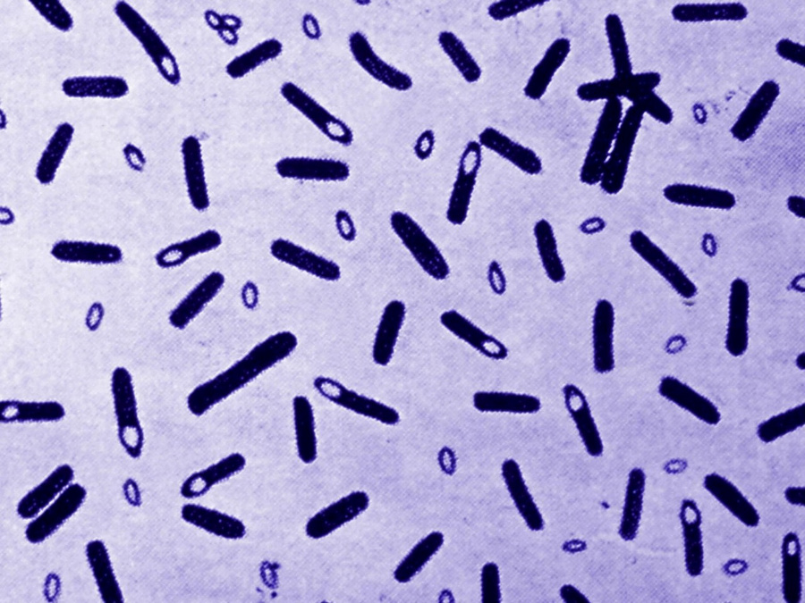 02_Bacillus.jpg