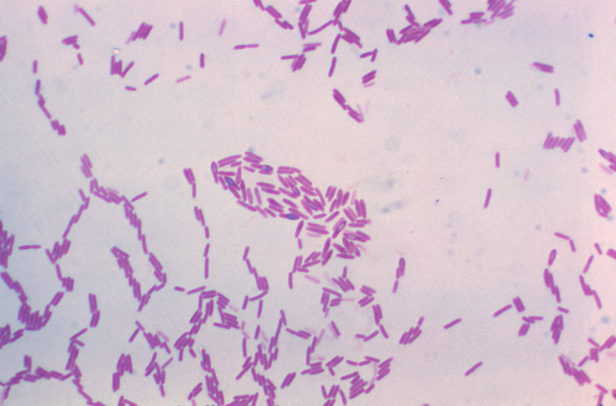 10_Bacillus.jpg