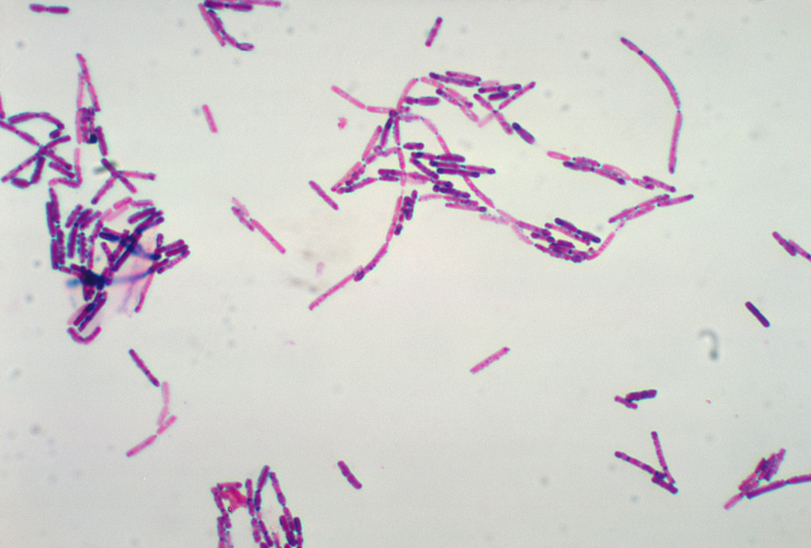 12_Bacillus.jpg