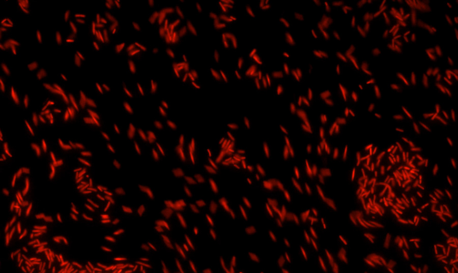 07_Bacillus.jpg
