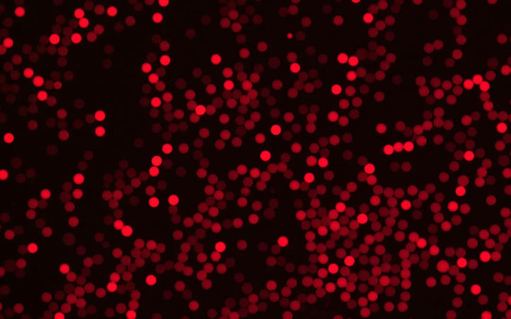 倒置荧光显微镜MF52-N应用于荧光微球观察