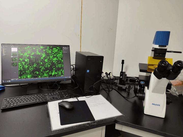 倒置荧光显微镜MF52-N助力中南大学湘雅二医院细胞转染观察