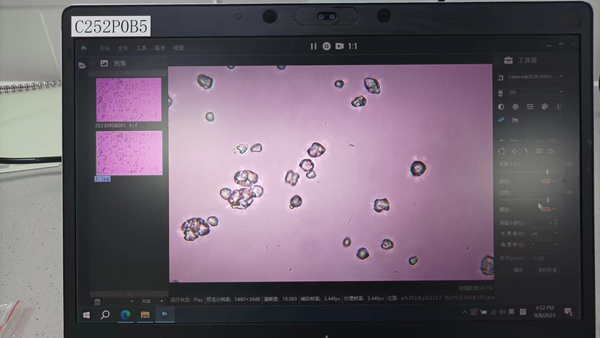 明美偏光显微镜MP41应用于变性淀粉观察